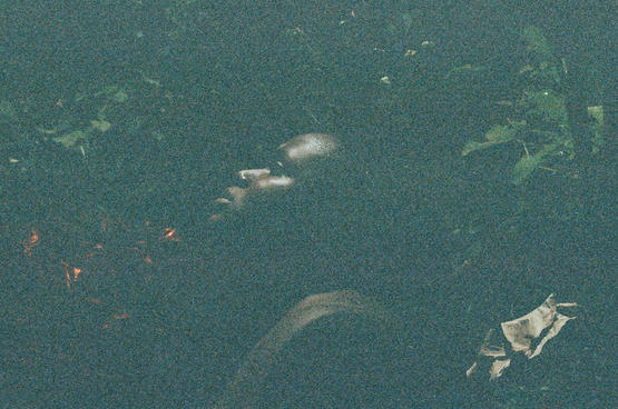 Foto n1_Massuelen Cristina _A sombra dos