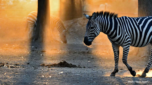 Zebra walking in Ramat Gan Safari Park