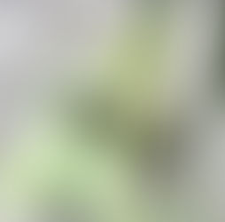 Make Beneficial Insects Your First Line of Pest Defense