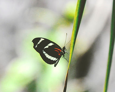 Papillon