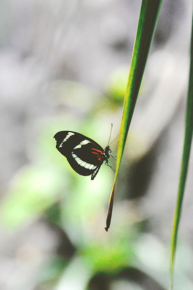 Colorful Butterfly Resting