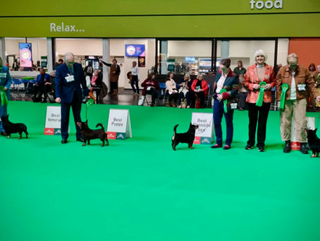 Crufts 2026 - Lancashire Heeler Results