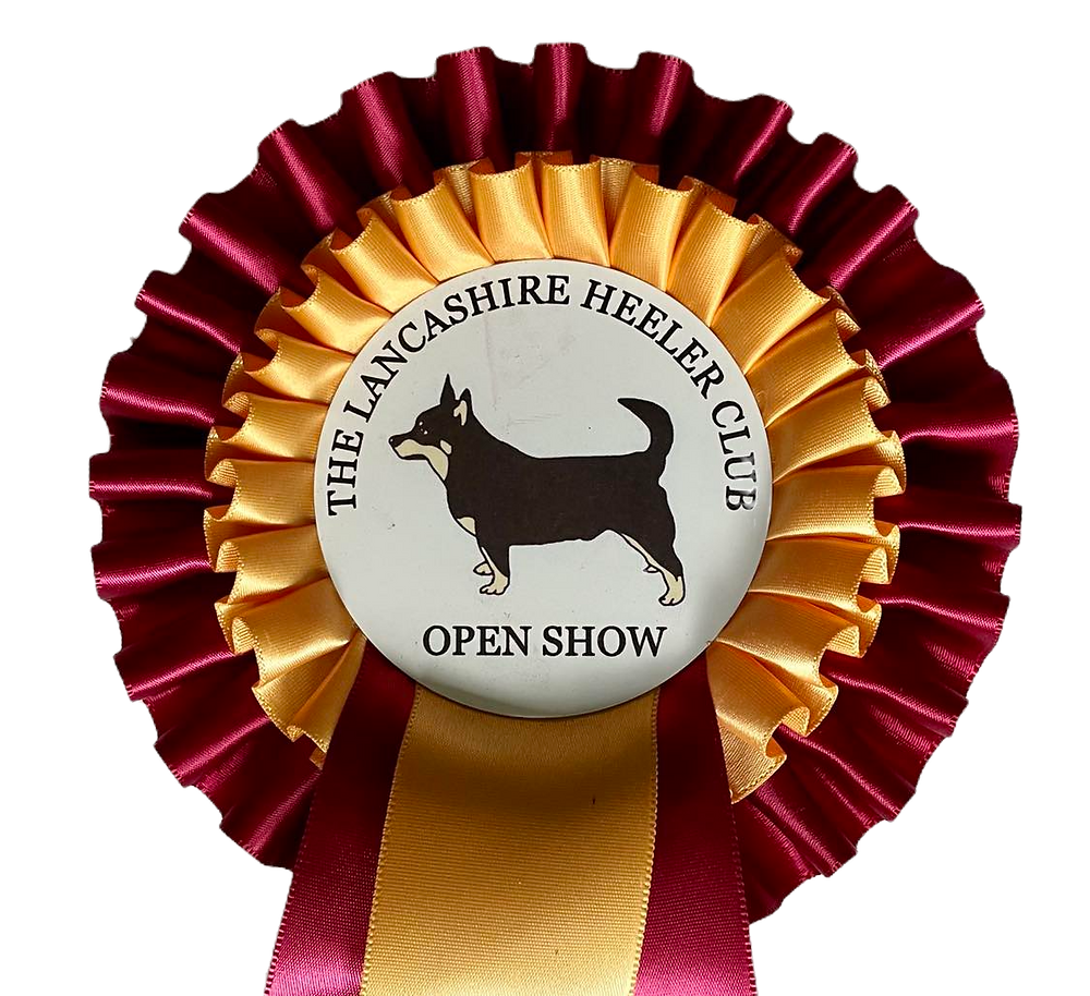 The Lancashire Heeler Club Open Show 5 May 2024