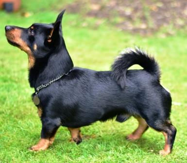 New Breed Specific Course & Films