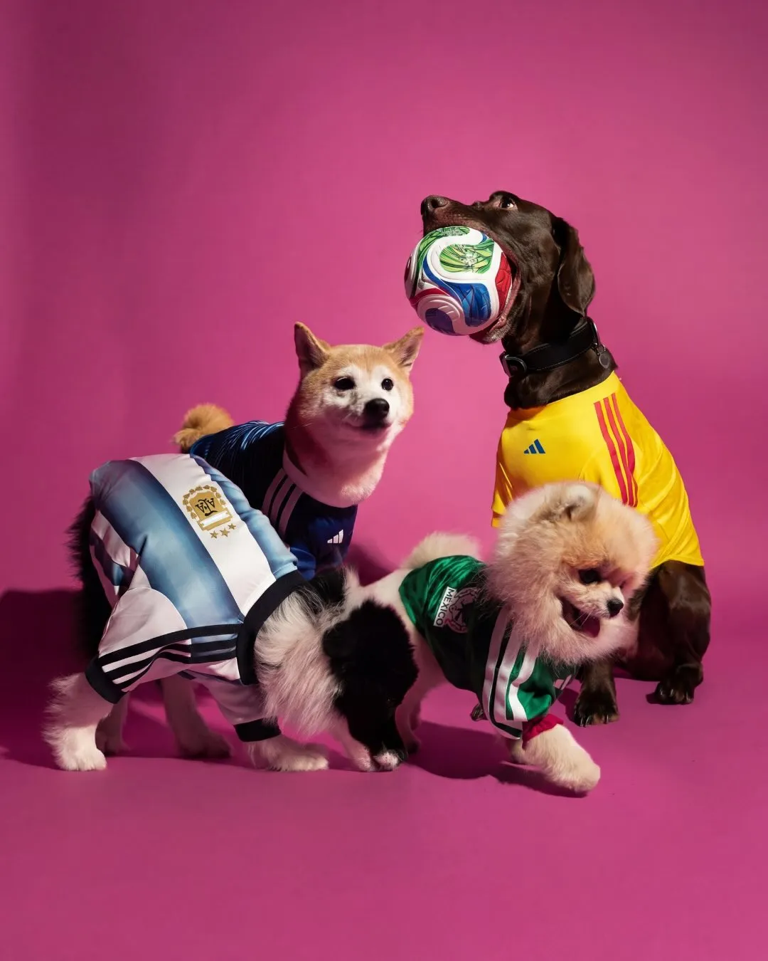 adidas pet new collection