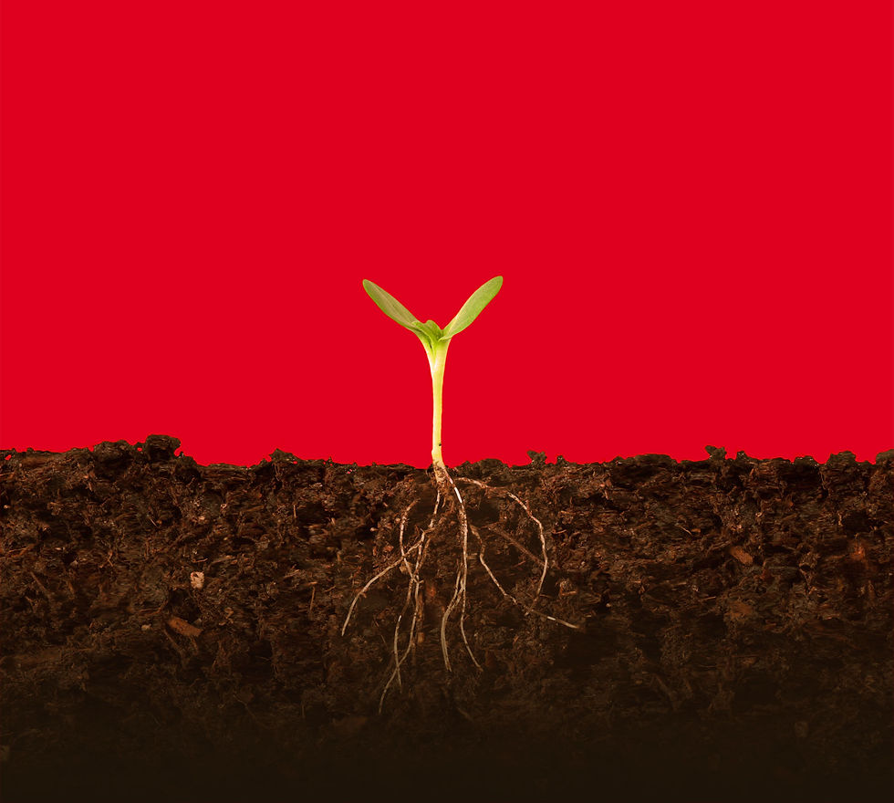 Plant background photo with dirt