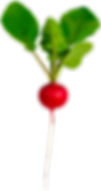 Radish-Red-Single.png