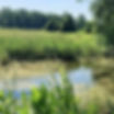 wetlands.jpg