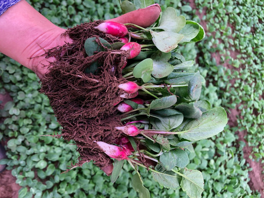 Soil Exudates