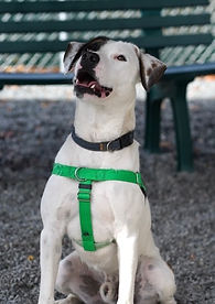 dog adoption