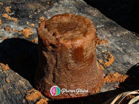 Una Dulce y Rica Historia: La Panela en Tzimol