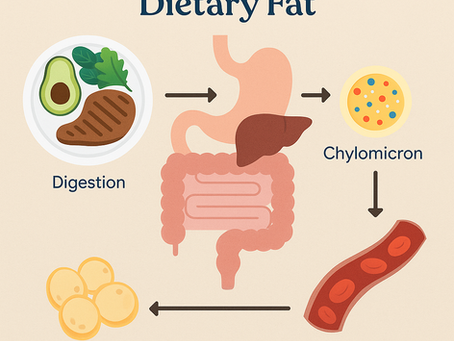 From Plate to Fat: How Your Body Stores Dietary Fat and Why Insulin Matters