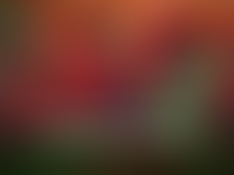 A Reflection on Remembrance Sunday. Honouring Sacrifice with Compassion