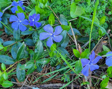 Perfect blue flowers