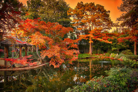 Pond 7 copy.jpeg