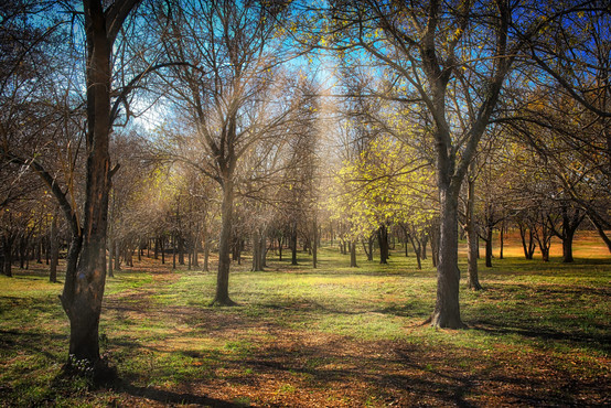 Trees 2 copy.jpeg