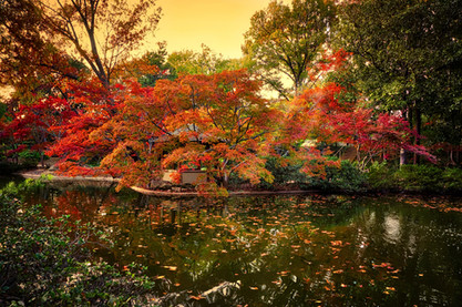 Pond 5 copy.jpeg
