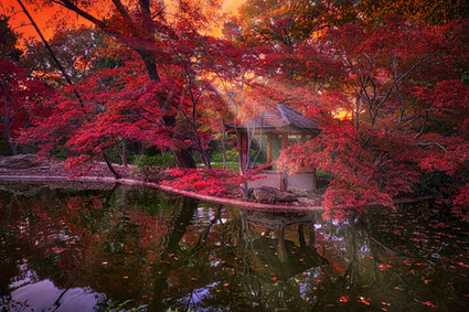 Pond 6 copy.jpeg