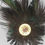 Thumbnail: Lamp, Lapel or Small Hat Feathers 