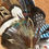 Thumbnail: Jay Feather Pin 2 