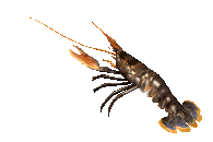 lobsta.gif