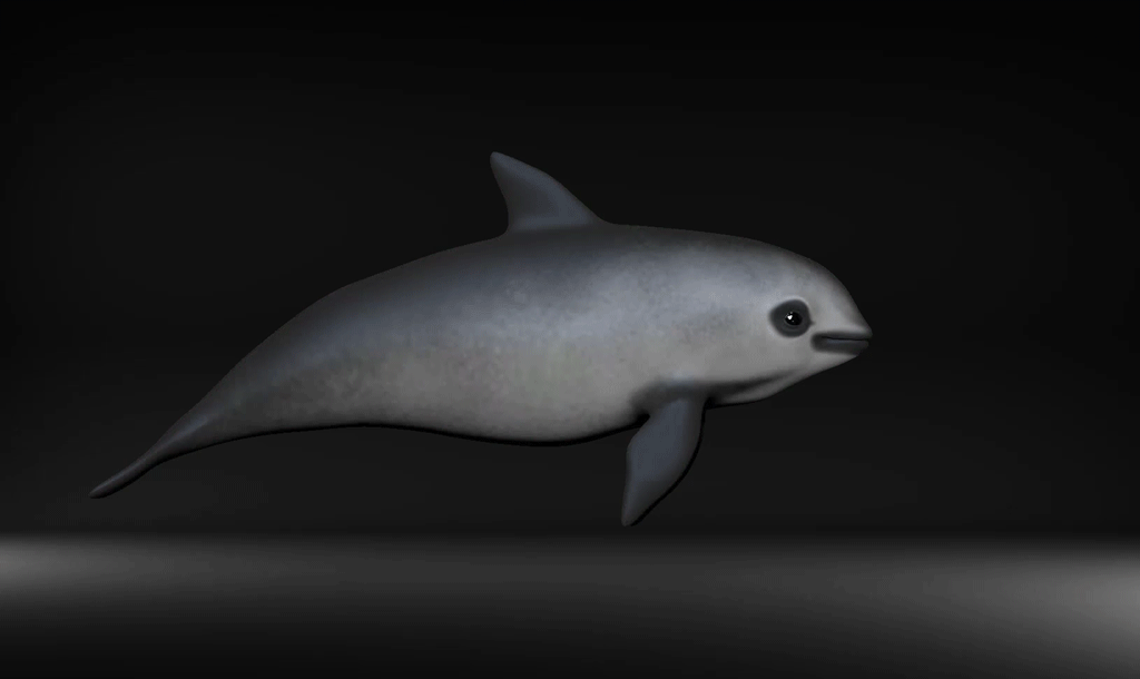 vaquita spin.gif