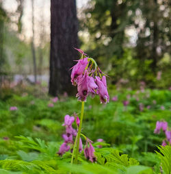 Fairy Nest