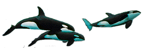 orca family 2.gif