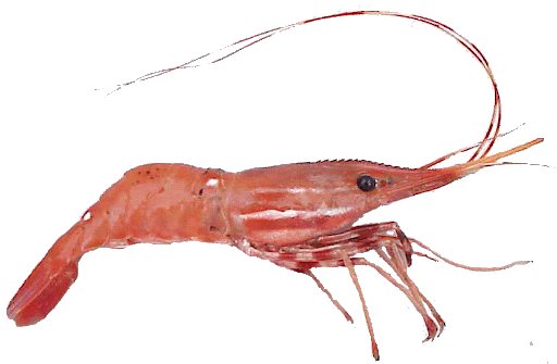 shrimp png.gif