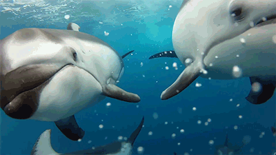 White sided dolphin.gif
