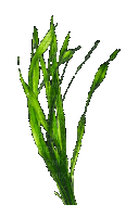 seaweed.gif