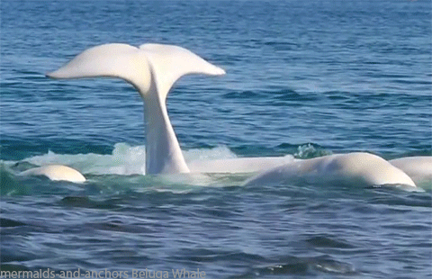 beluga.gif