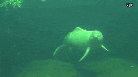 river dolphin.gif