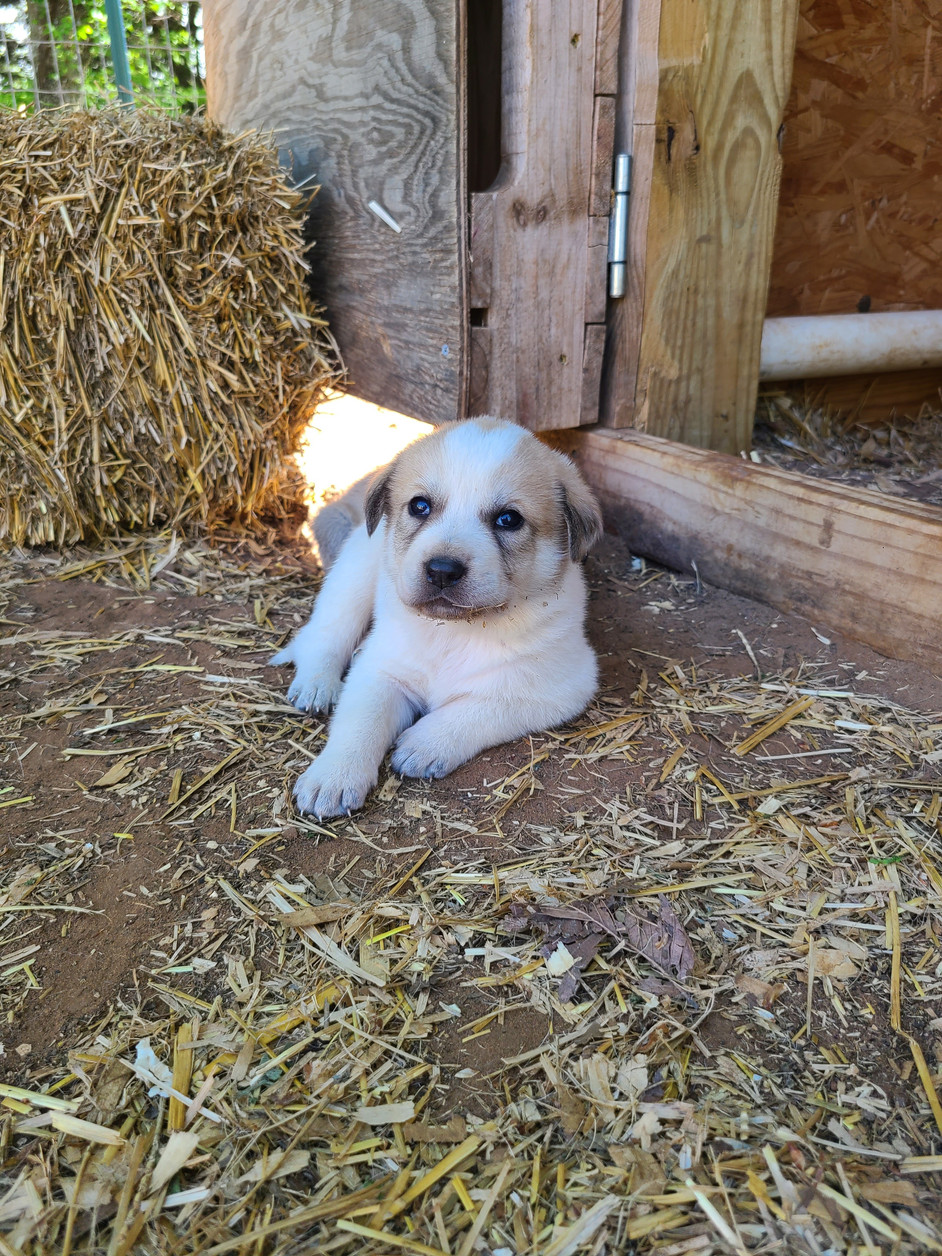Willow Ridge Mini Goats Dairy Goats Oklahoma