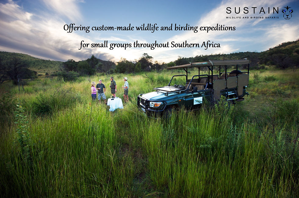 Game Drive in Pilanesberg