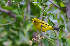 African Yellow White-eye