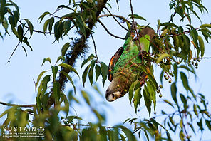 Cape Parrot hanging signed.jpg