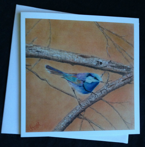 Superb Fairy Wren