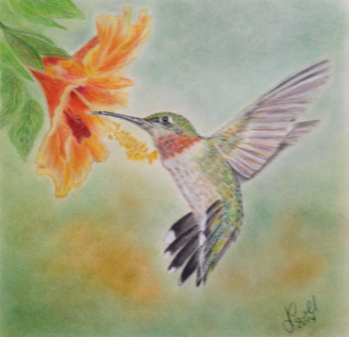 Hummingbird