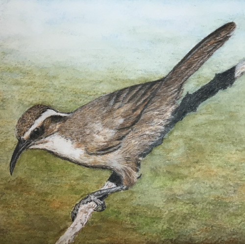 White Browed Babbler