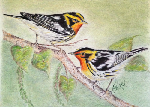 Colorful Warblers