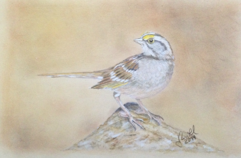 Sparrow on Rock