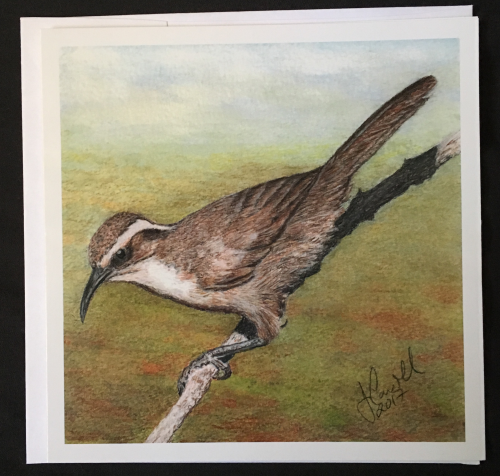 White Browed Babbler