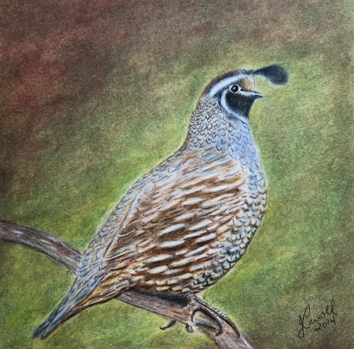 Resting Quail