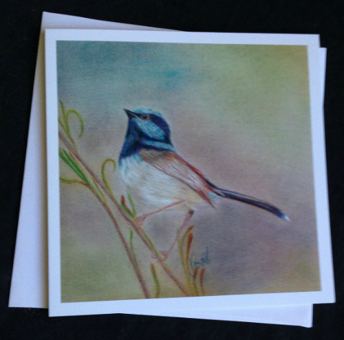 Splendid Fairy Wren