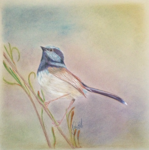 Splendid Fairy Wren