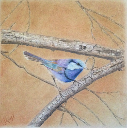 Superb Fairy Wren