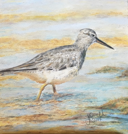 Grey Tailed Tattler