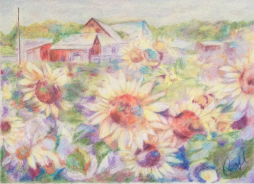 Sunflower Fields