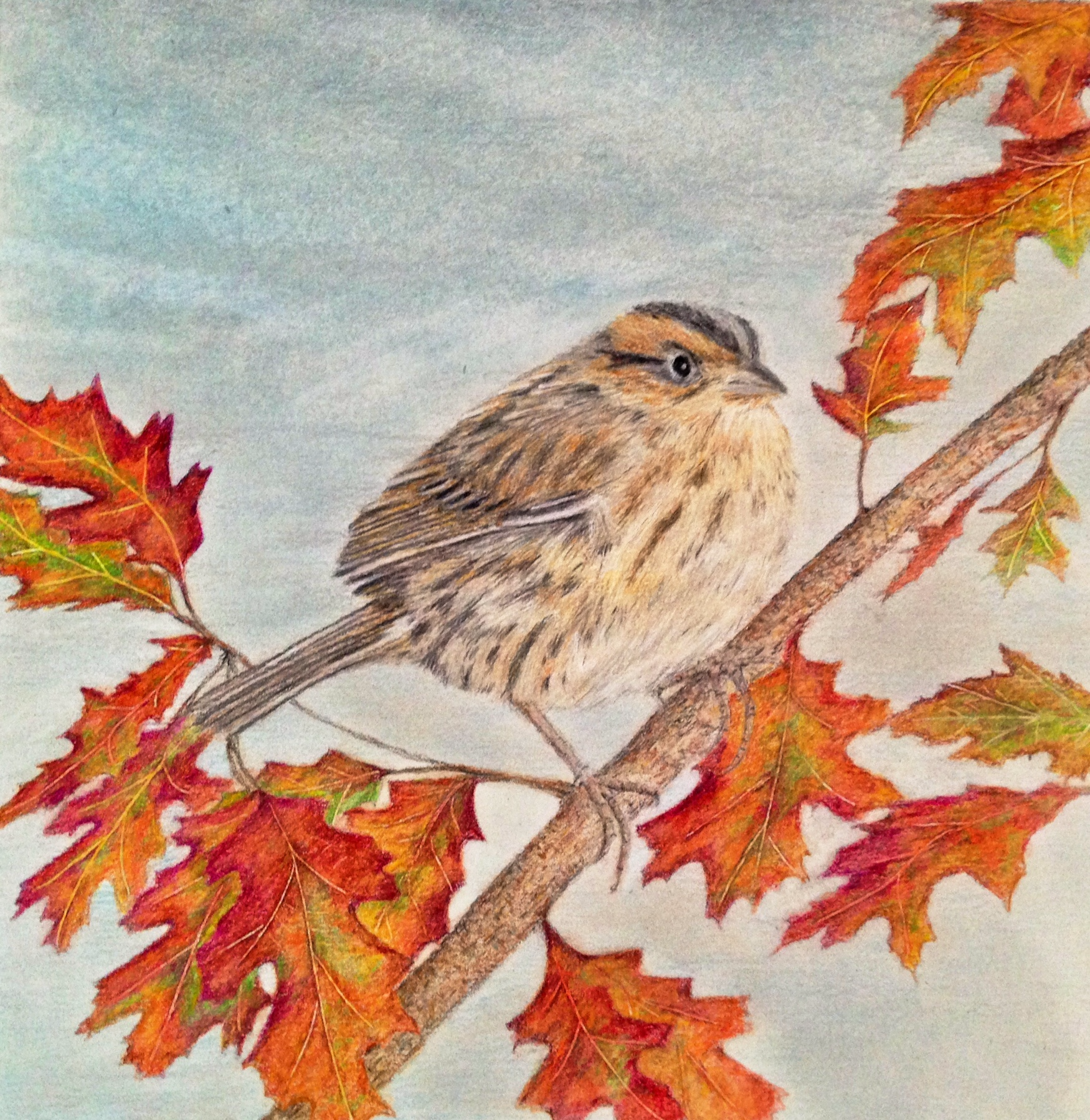 Fall Sparrow